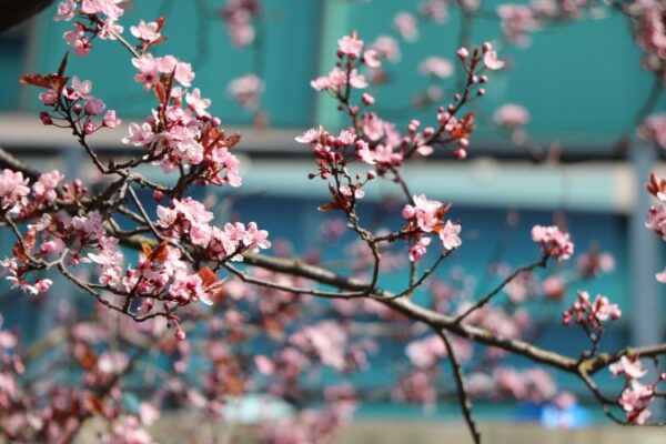 鎮海櫻花