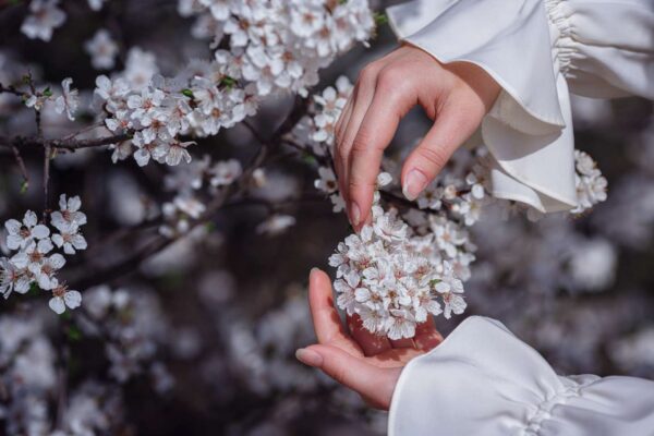 韓國櫻花賞櫻景點