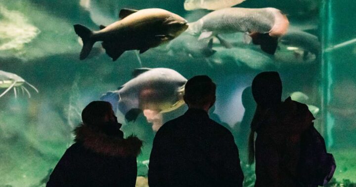 首爾水族館：2025年頂級水生探險 VS 水世界
<span class=