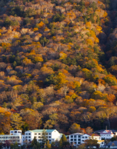 北海道紅葉季