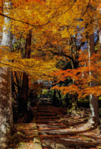 北海道賞楓景點：五棱郭公園