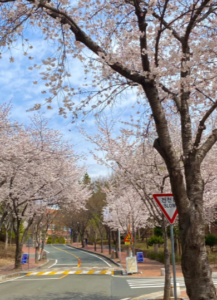 大邱賞櫻景點