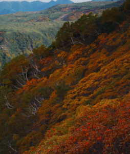 北海道賞楓景點：層雲峽